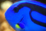 671761_pacific_blue_tang